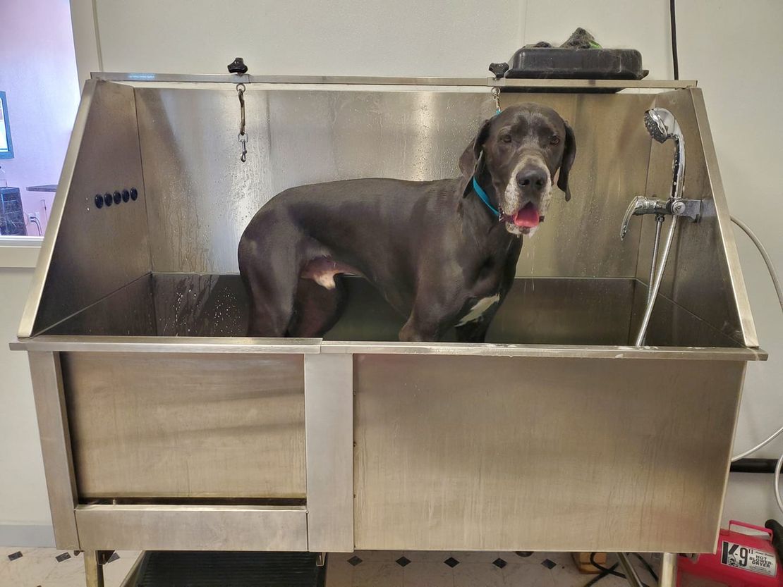 Bubbles & Bows Dog Grooming