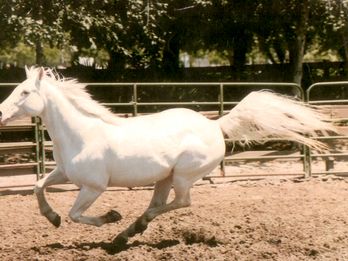 Camarillo White Horse Association